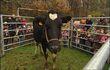 Aywaille : distribution de lait